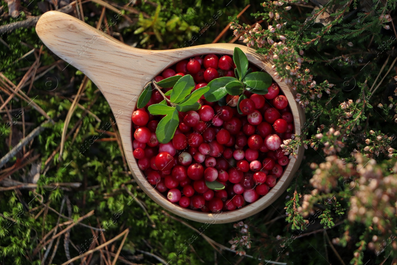 Photo of Many ripe lingonberries and leaves in wooden cup on sunny day outdoors, top view