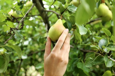 Woman picking pear from tree in orchard, closeup