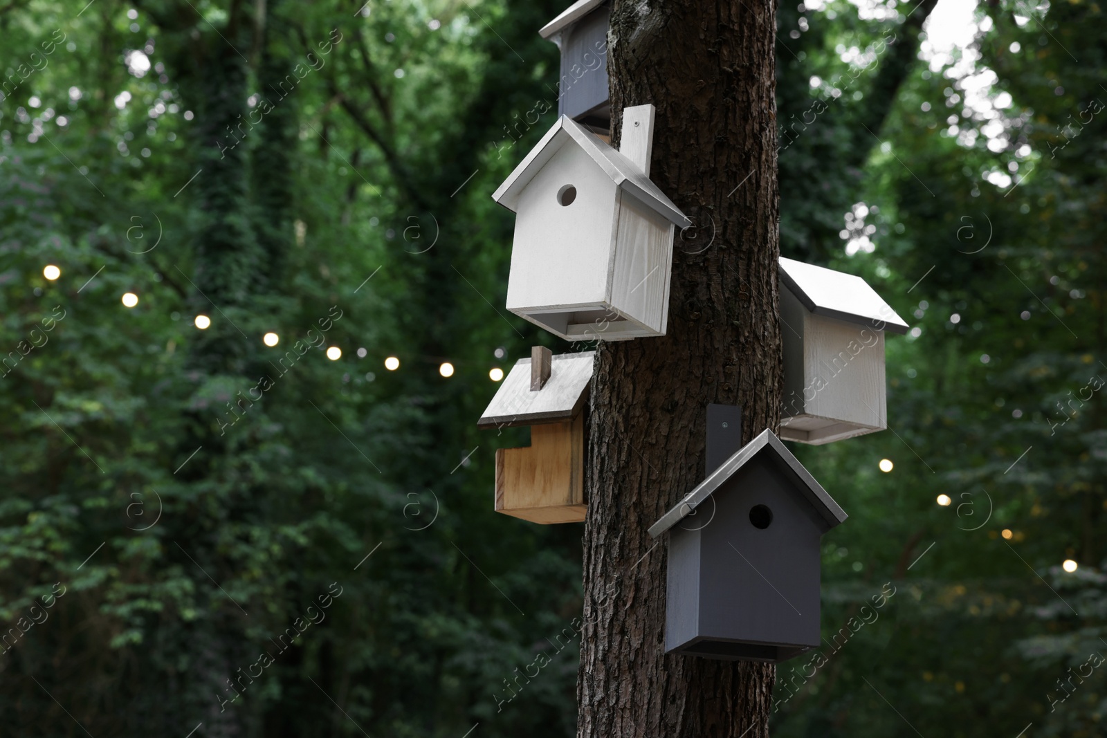 Photo of Beautiful wooden birdhouses hanging on tree trunk in forest