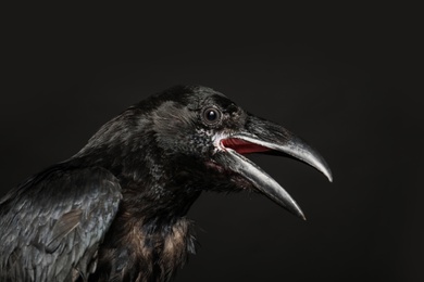 Photo of Beautiful common raven on dark background, closeup