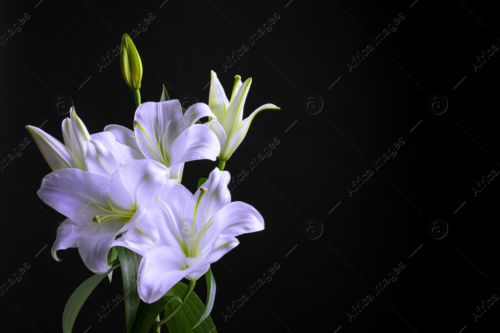 Image of Violet lily flowers on black background, closeup. Funeral attributes