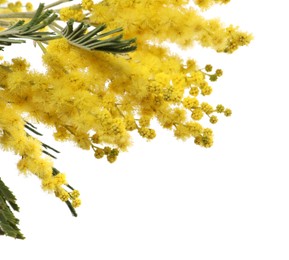 Photo of Beautiful mimosa plant with yellow flowers isolated on white