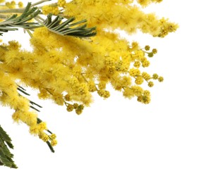 Beautiful mimosa plant with yellow flowers isolated on white