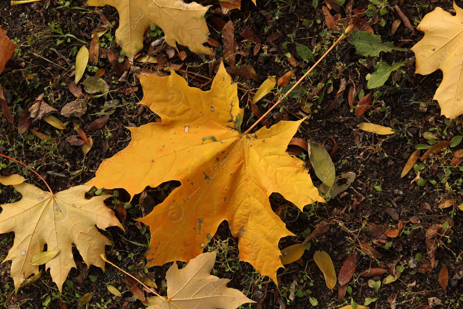 Photo of Beautiful dry leaves on ground outdoors, flat lay. Autumn season