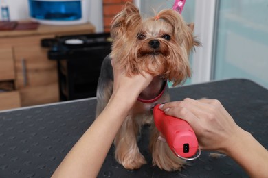 Photo of Professional groomer giving stylish haircut to cute dog in pet beauty salon