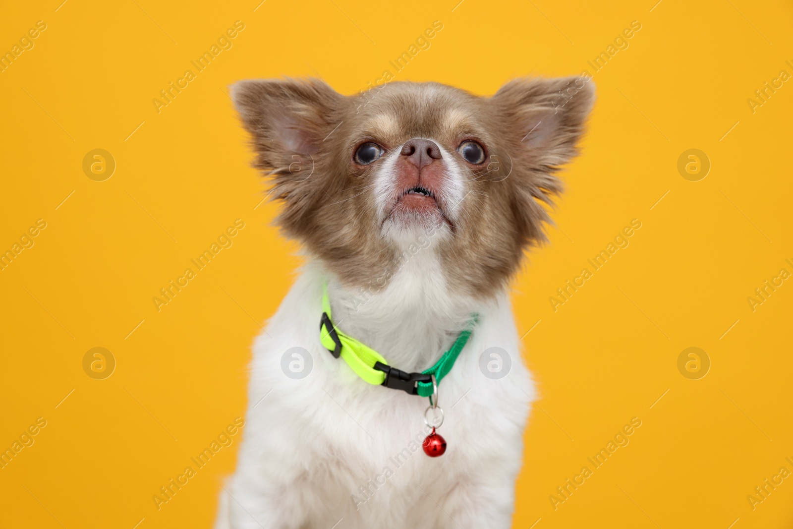 Photo of Adorable Chihuahua in dog collar with bell on yellow background
