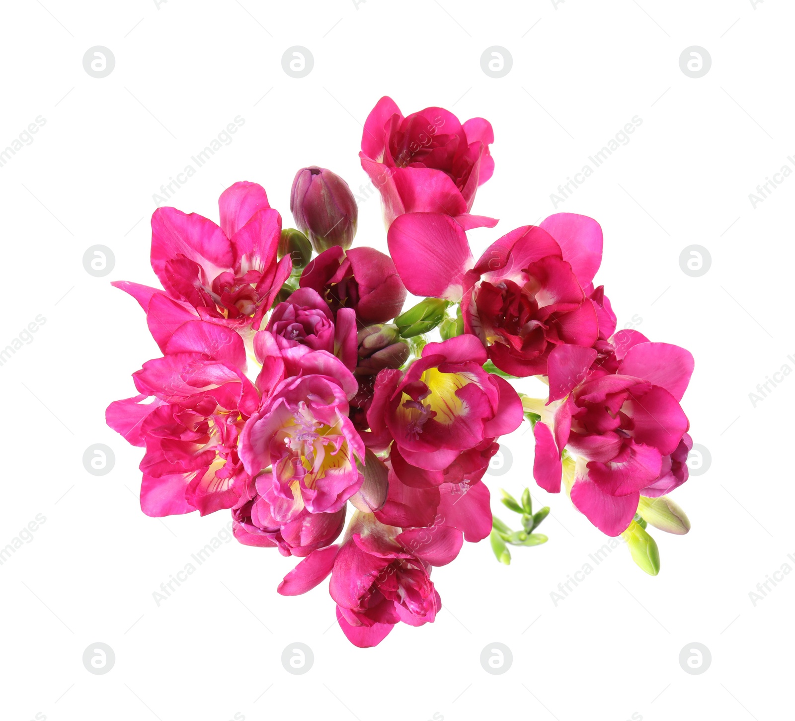 Photo of Beautiful spring freesia flowers isolated on white, top view