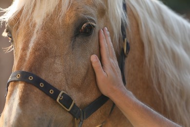 Photo of Man petting adorable horse outdoors, closeup. Lovely domesticated pet