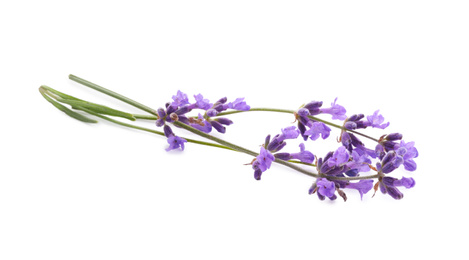 Photo of Beautiful fresh lavender flowers isolated on white