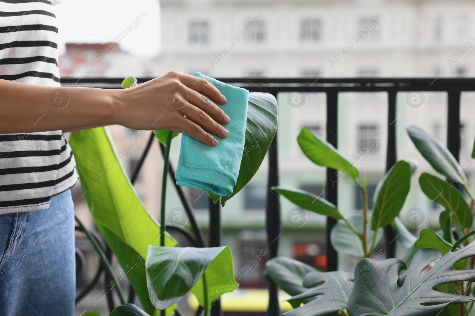 Photo of Woman wiping beautiful houseplant leaf on balcony, closeup. Space for text