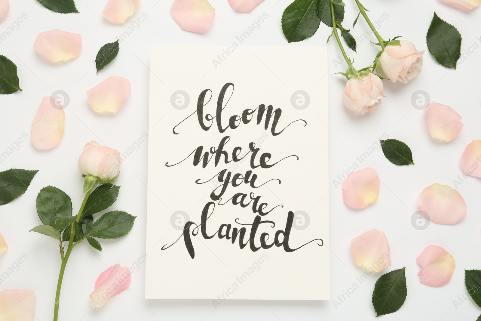 Photo of Frame of beautiful flowers and paper card with handwritten text Bloom where you are planted on white background, flat lay