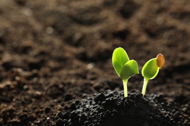 Photo of Young vegetable seedlings growing in soil outdoors, space for text