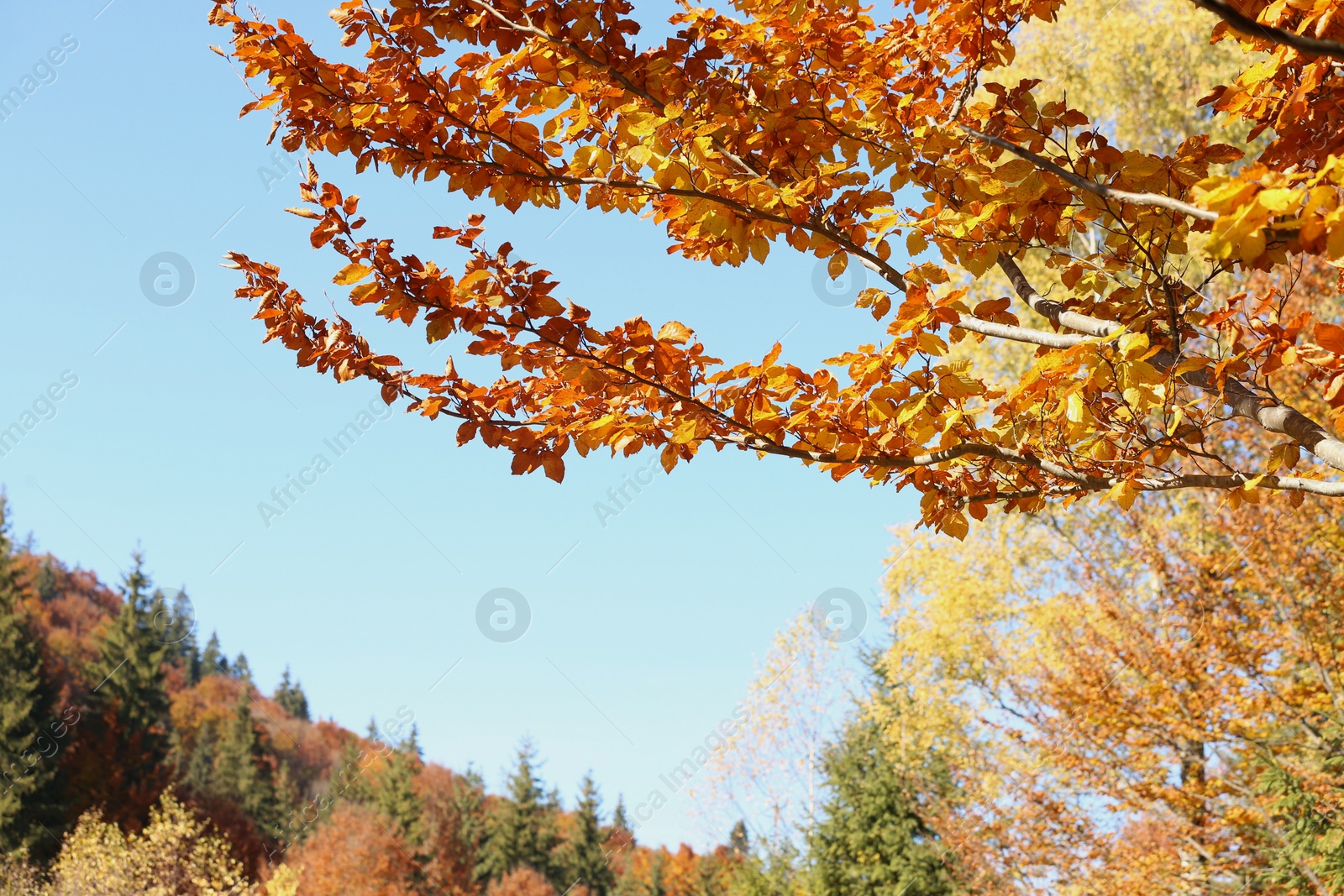 Photo of Tree with beautiful autumn leaves in mountain forest on sunny day