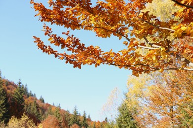 Tree with beautiful autumn leaves in mountain forest on sunny day