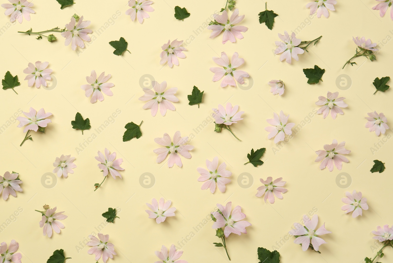 Photo of Flat lay composition with beautiful musk mallow flowers on beige background