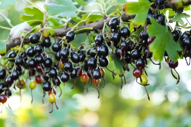 Photo of Black currant berries on bush outdoors, closeup