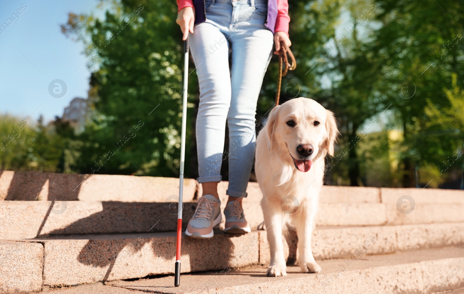 Photo of Guide dog helping blind person with long cane going down stairs outdoors