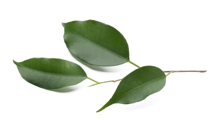 Photo of Fresh green ficus leaves on white background