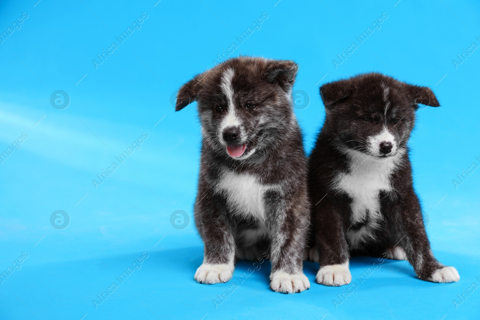 Photo of Cute Akita inu puppies on light blue background. Friendly dogs