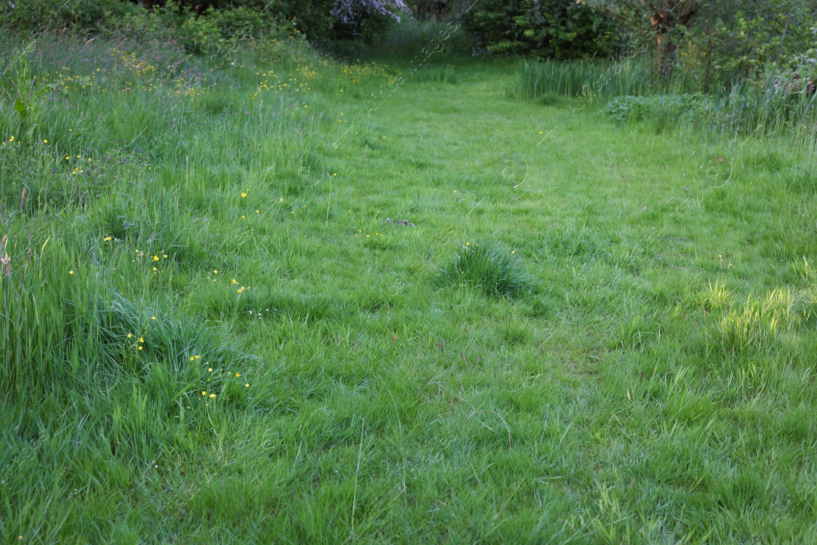 Photo of Beautiful view of green grass in park