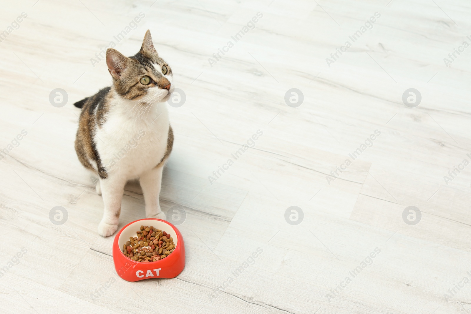 Photo of Cute cat with bowl of dry food on floor at home