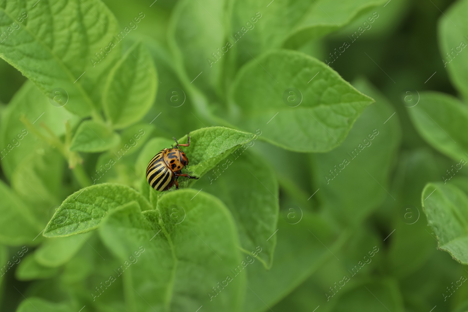 Photo of Colorado potato beetle on green plant outdoors, closeup. Space for text