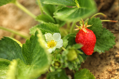 Photo of Strawberry plant with berries and blossom on blurred background, closeup