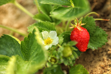 Strawberry plant with berries and blossom on blurred background, closeup