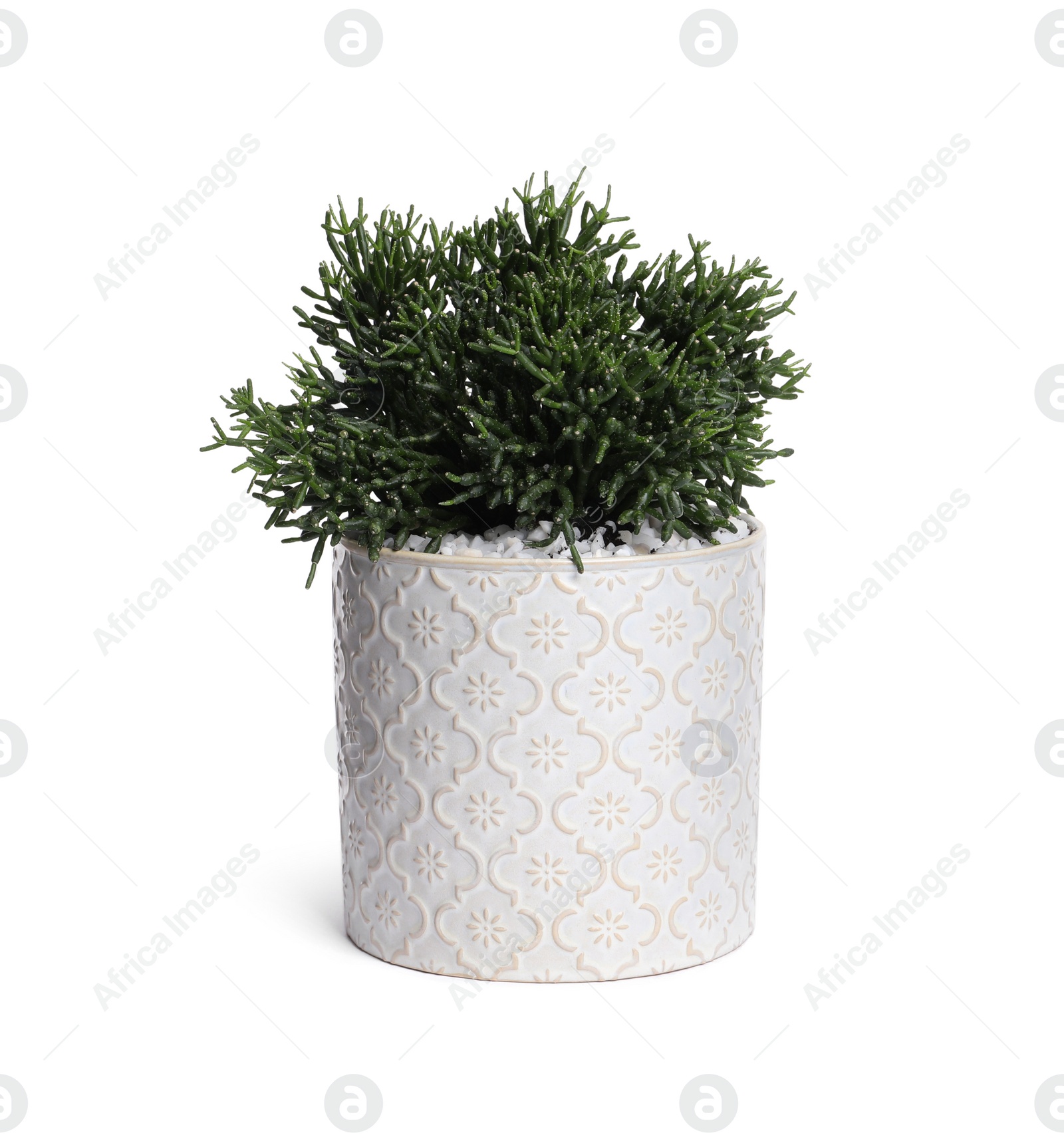 Photo of Beautiful house plant in pot isolated on white