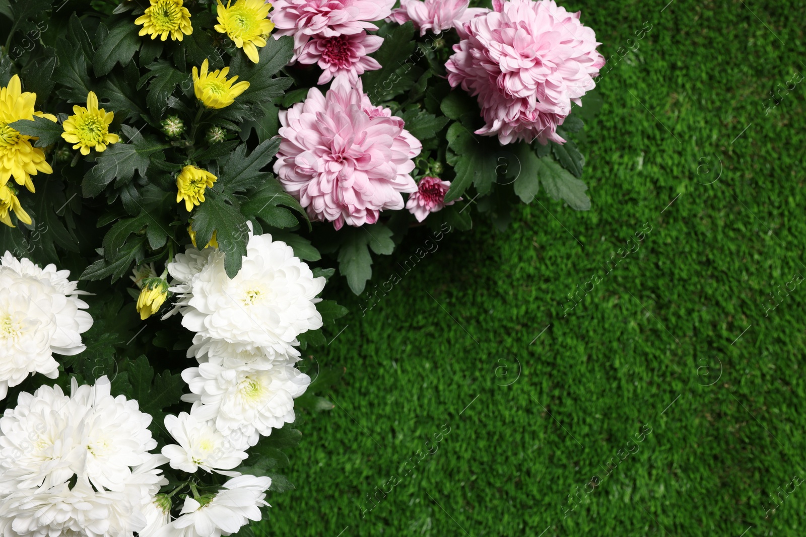 Photo of Beautiful chrysanthemum flowers on green grass, flat lay. Space for text