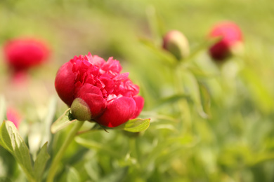 Beautiful red peony outdoors on spring day, closeup