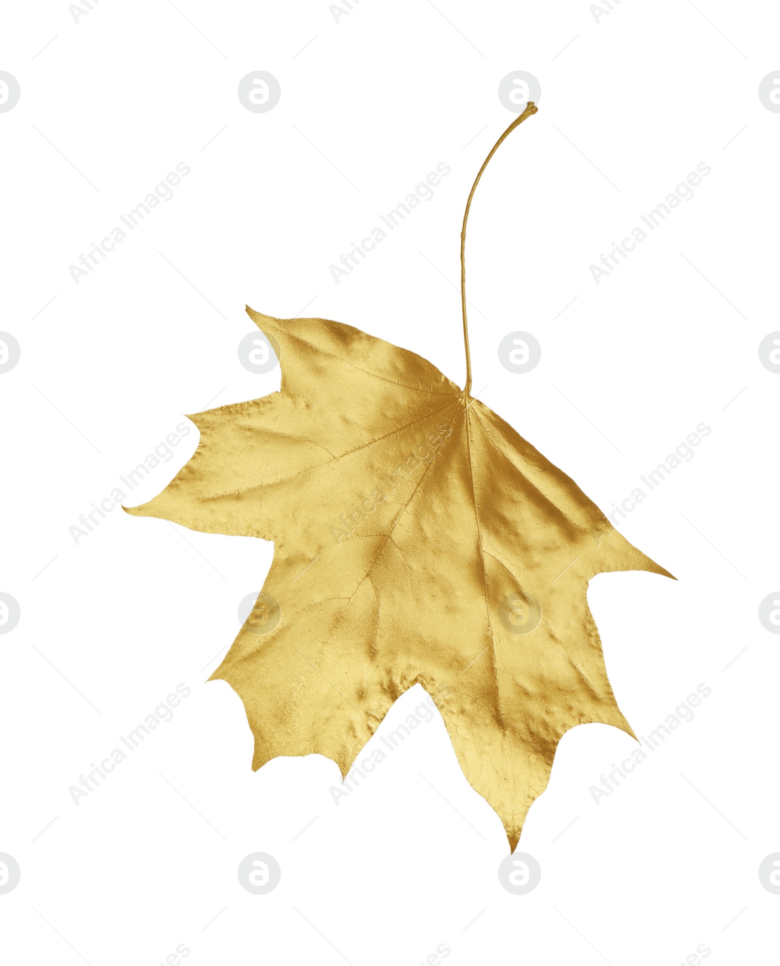 Photo of One golden maple leaf isolated on white. Autumn season