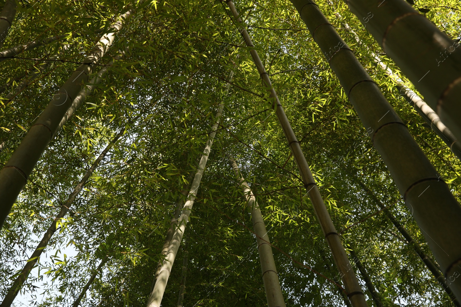 Photo of Beautiful forest of green bamboo, bottom view