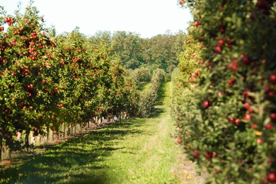 Beautiful view of apple orchard on sunny autumn day