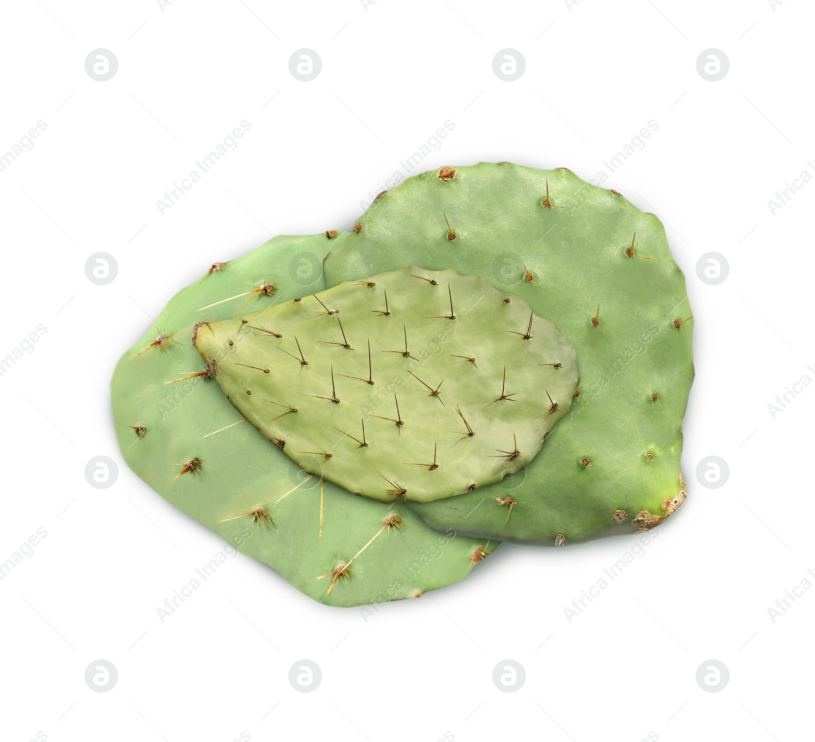 Image of Many Opuntia cactus pads on white background