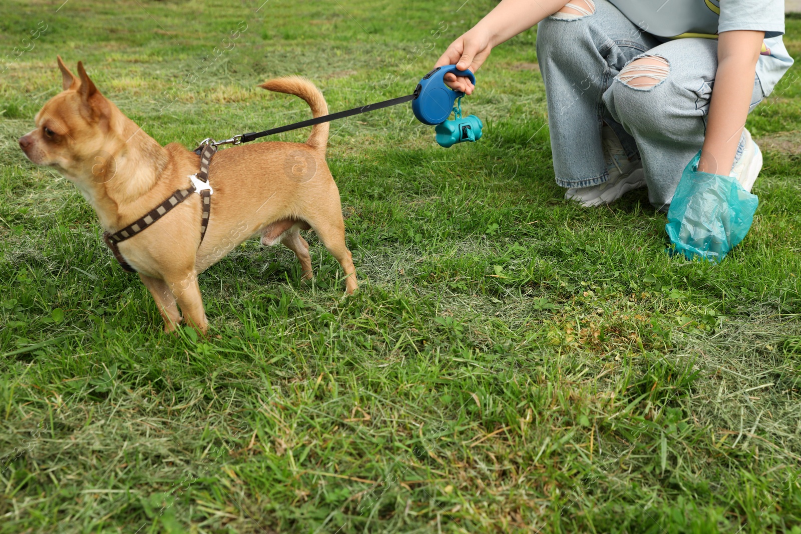 Photo of Woman picking up her dog's poop from green grass, closeup