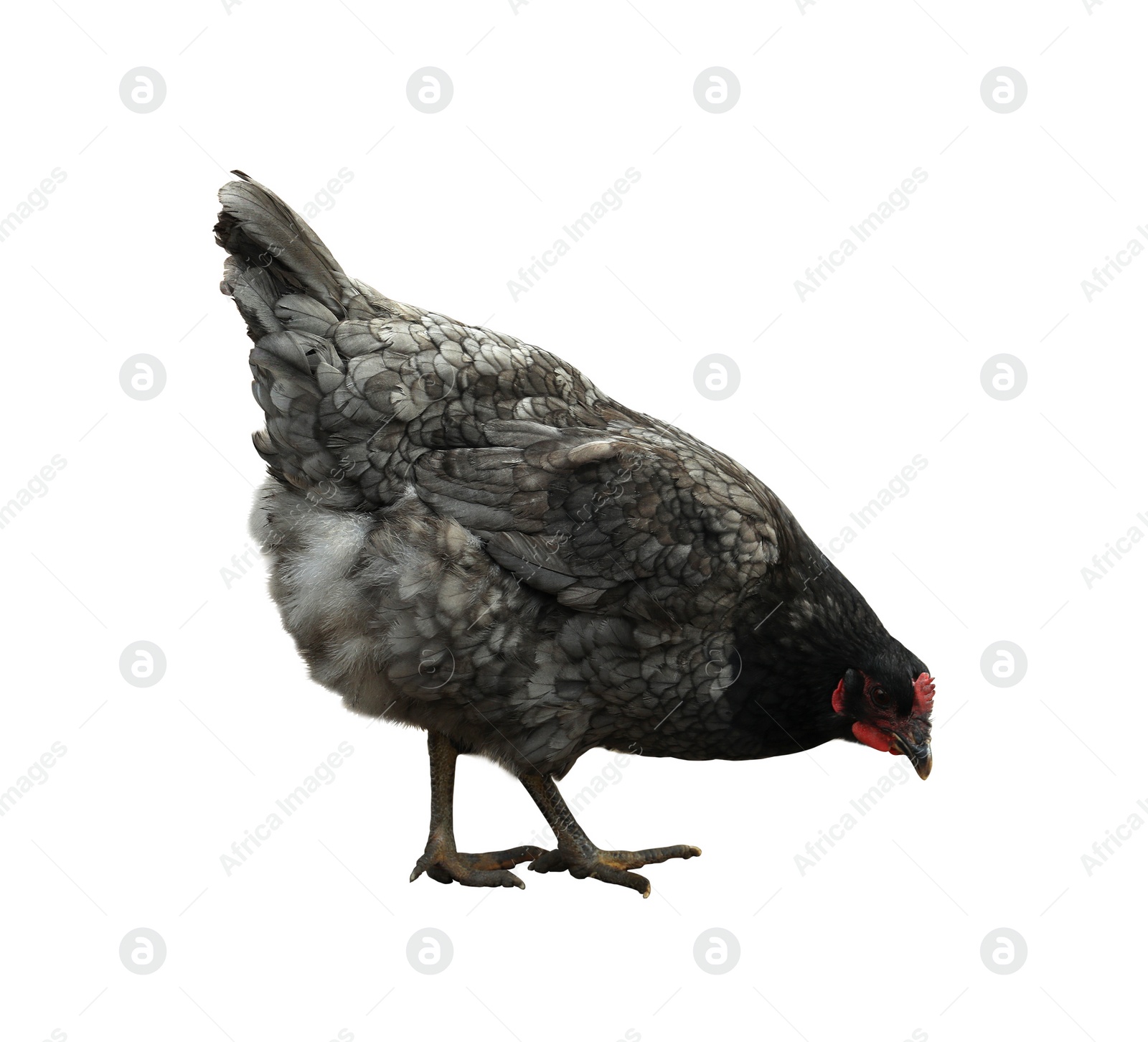 Image of Beautiful chicken on white background. Domestic animal