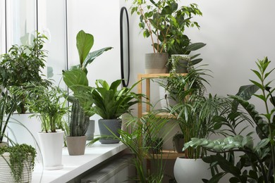 Many beautiful potted houseplants near window indoors