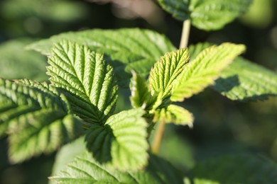 Photo of Raspberry bush with green leaves growing outdoors, closeup