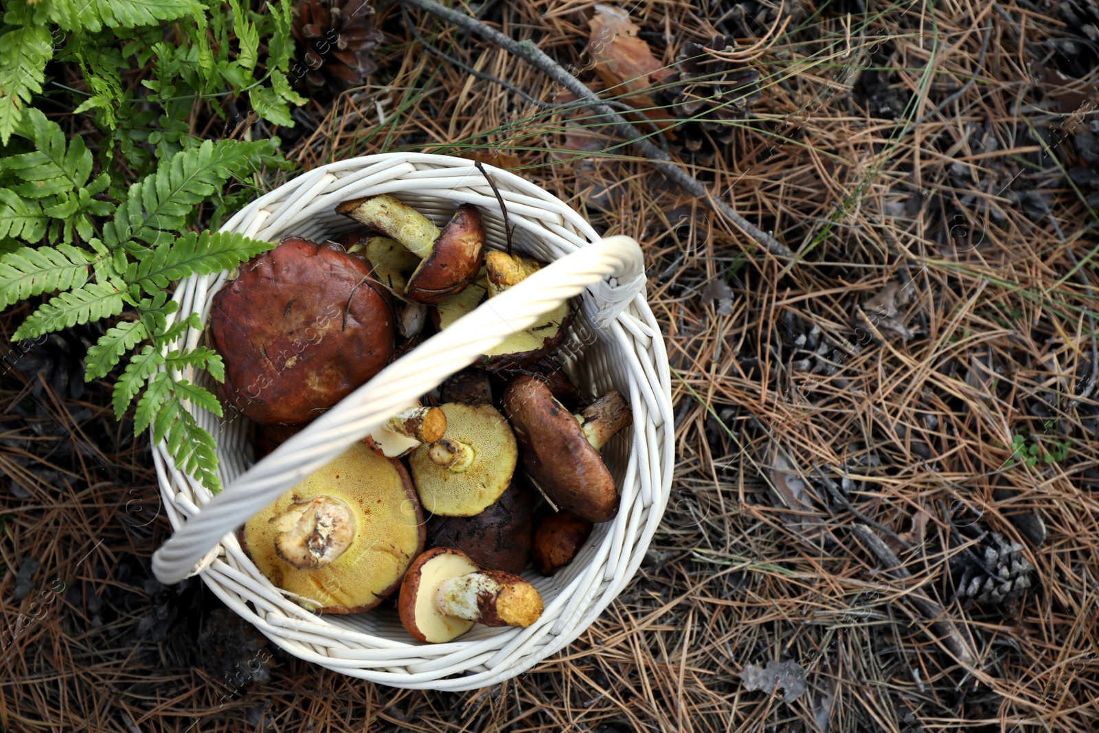 Photo of Wicker basket with fresh wild mushrooms in forest, top view. Space for text