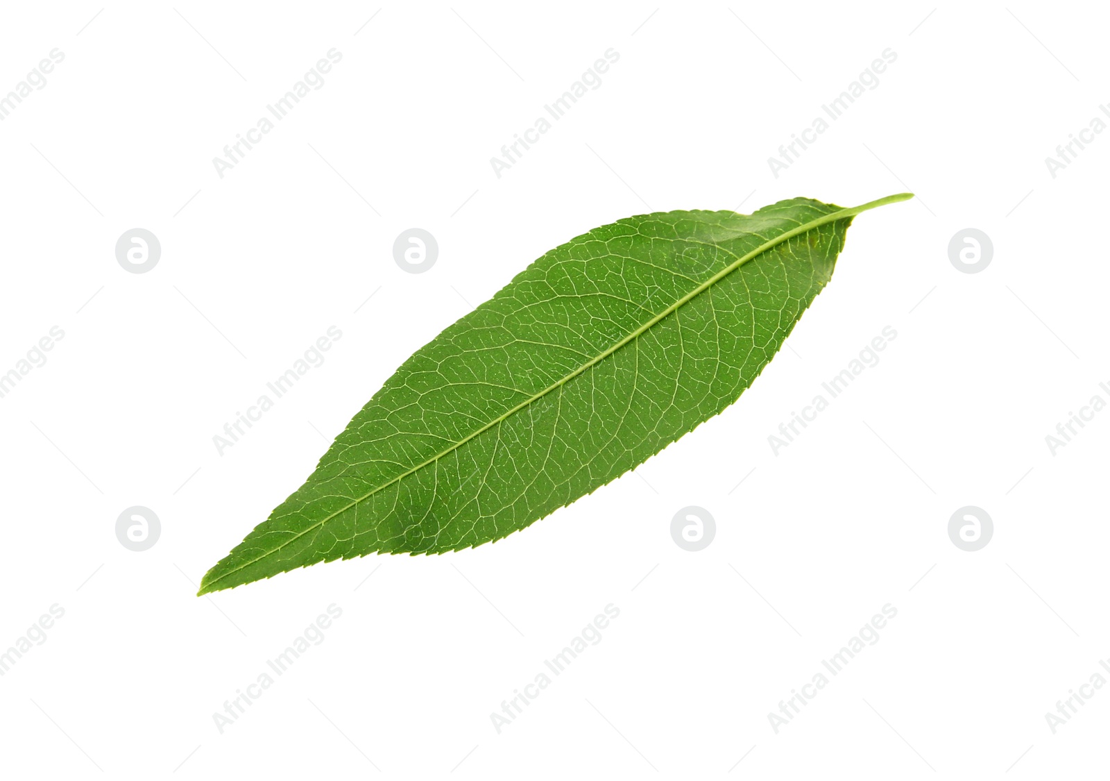 Photo of Green peach tree leaf isolated on white