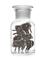 Image of Small pigs in glass bottle on white background. Cultured meat concept