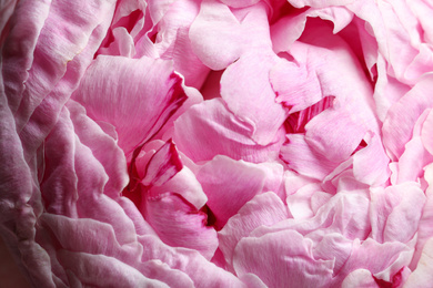 Closeup view of beautiful blooming peony as background. Floral decor