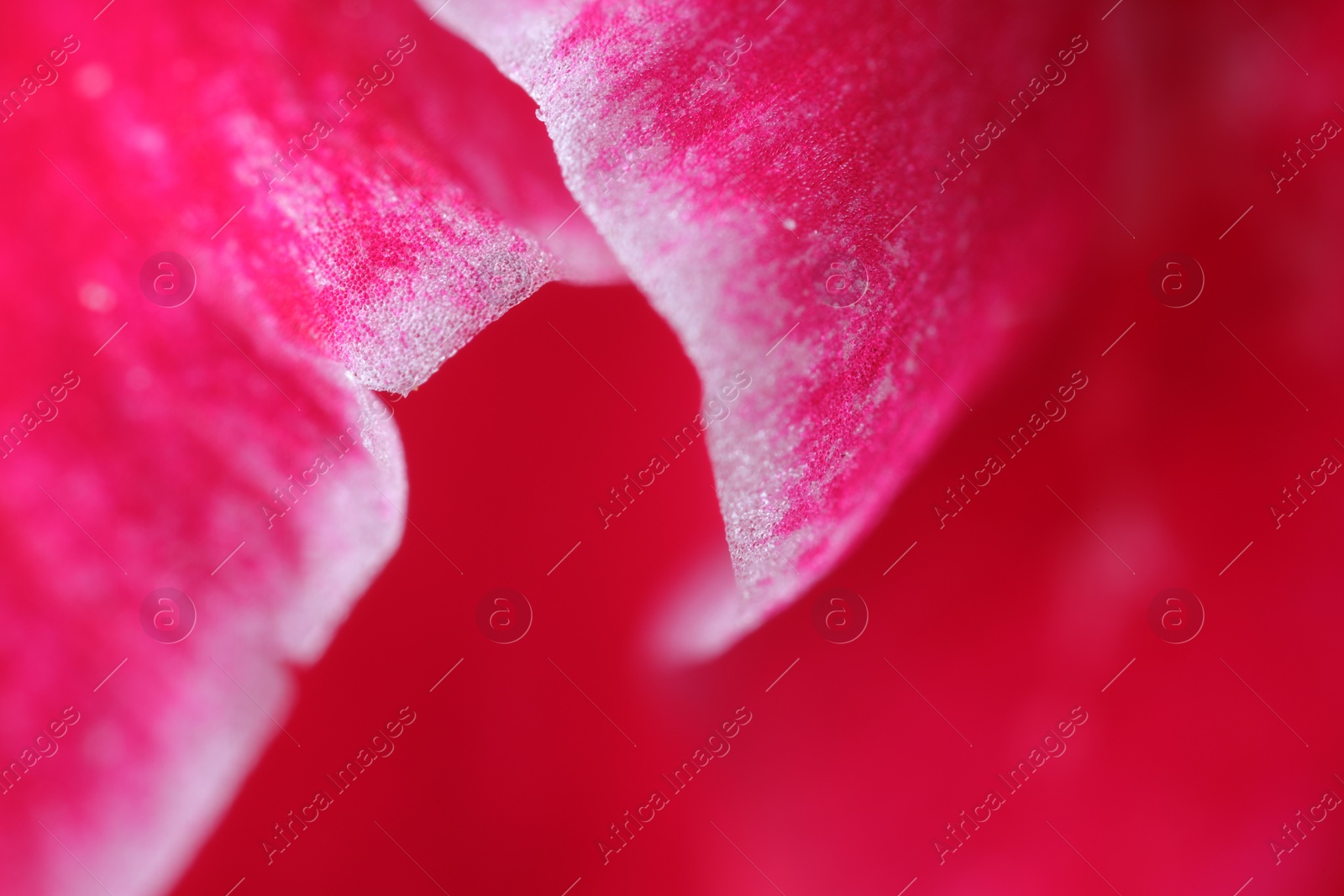 Photo of Beautiful pink Gladiolus flower as background, macro view