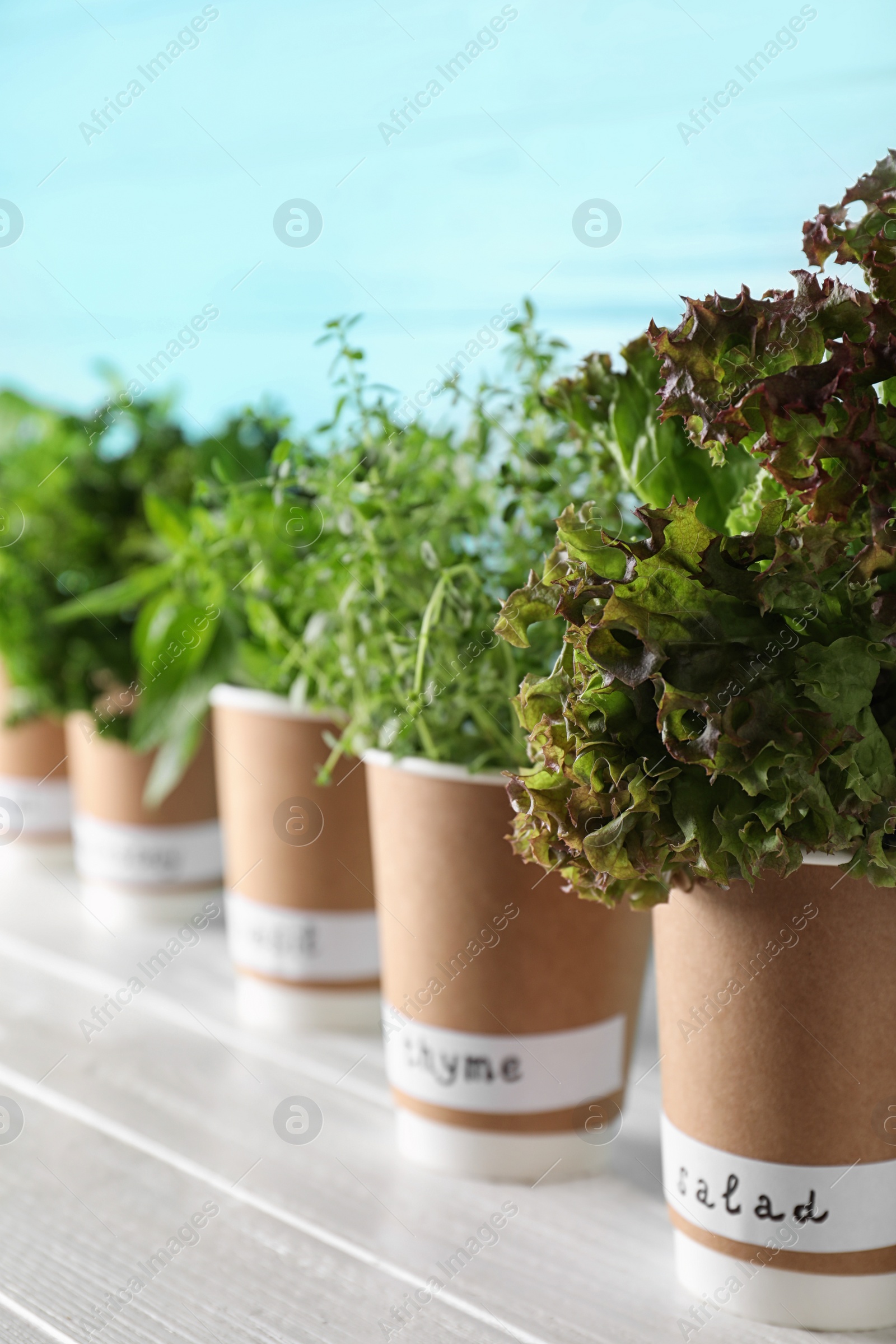 Photo of Seedlings of different aromatic herbs in paper cups with name labels on white wooden table