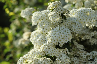 Photo of Beautiful spiraea shrub with white blossom on sunny day, closeup