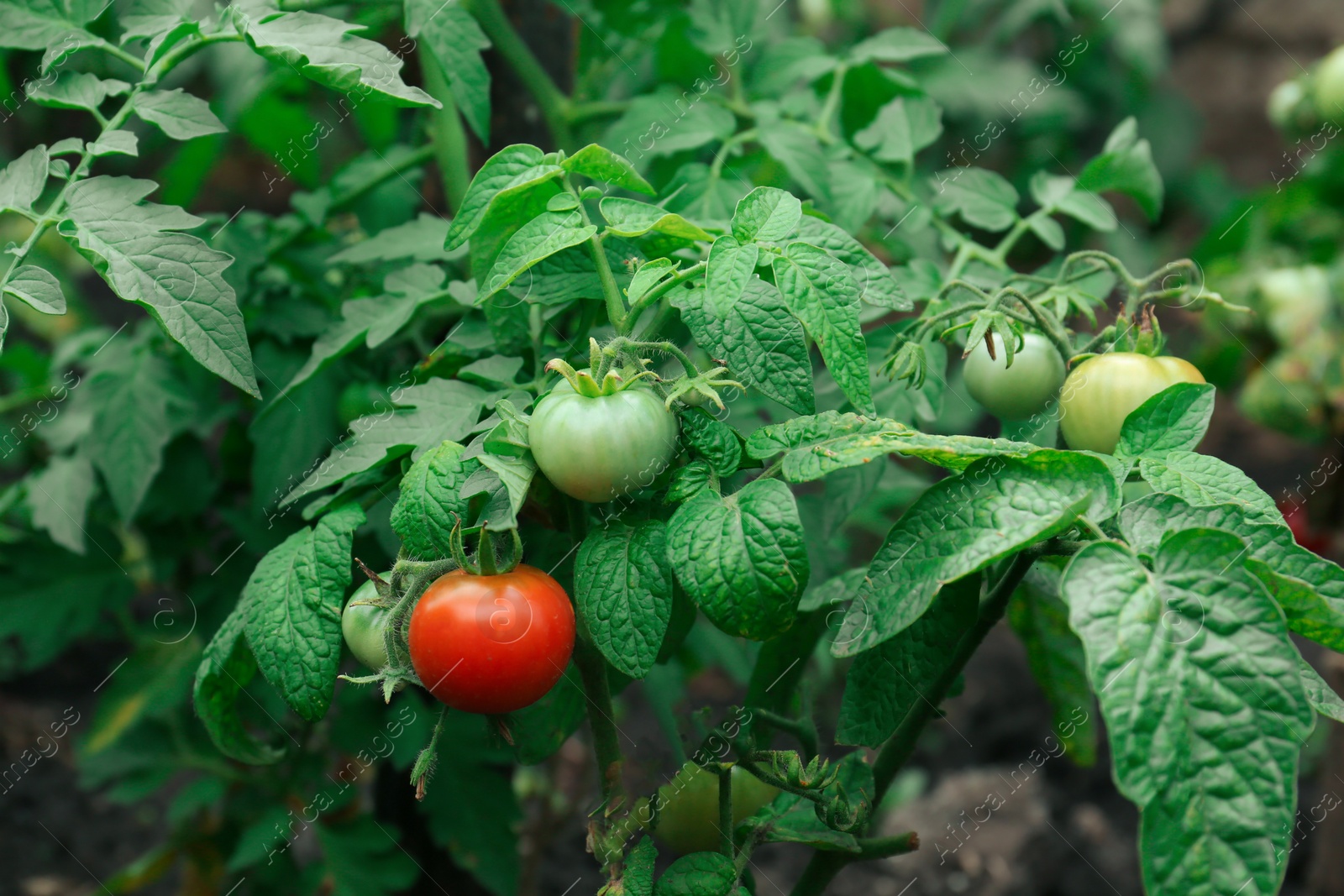 Photo of Beautiful green plants with ripening tomatoes in garden