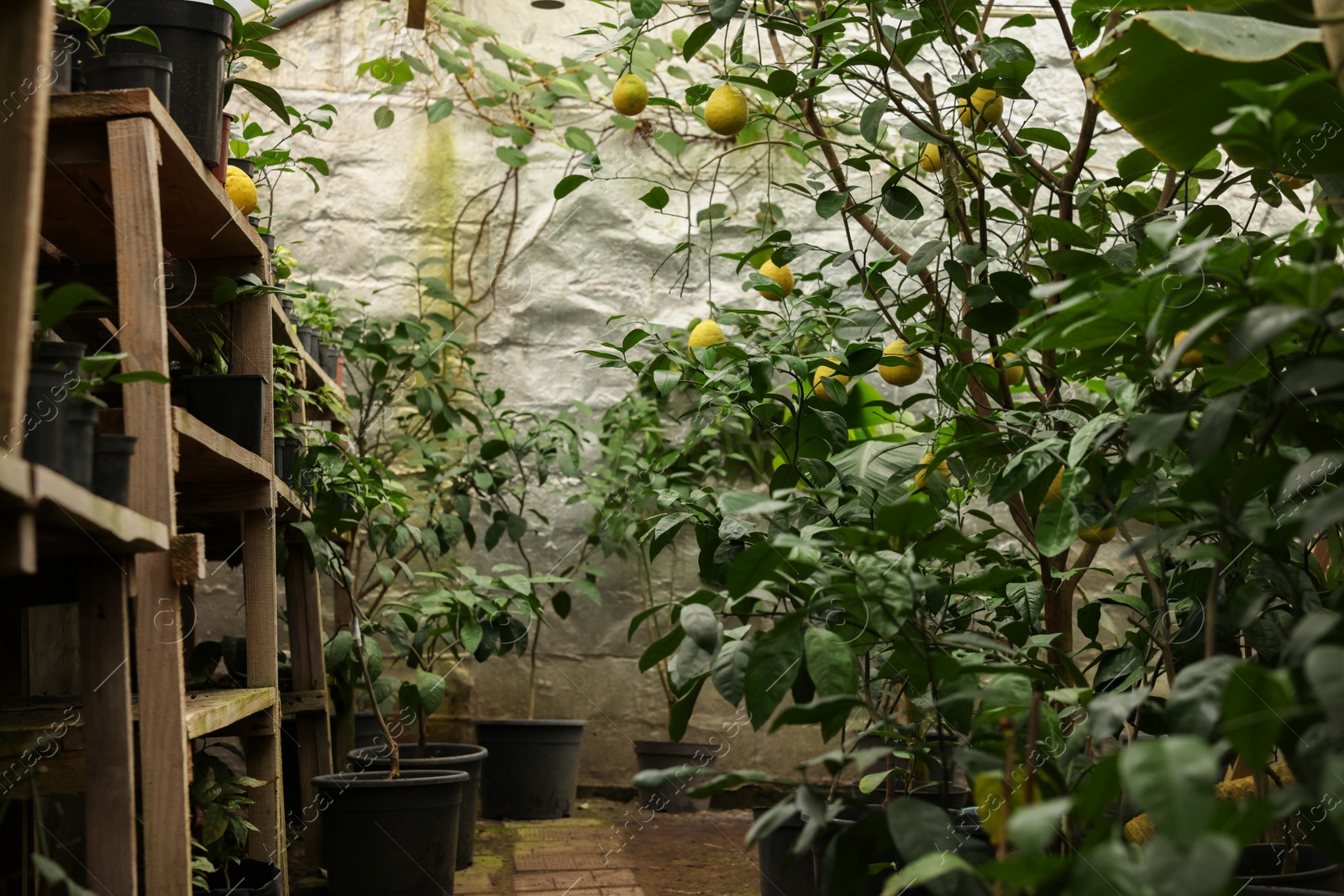 Photo of Many different beautiful plants growing in greenhouse