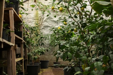 Many different beautiful plants growing in greenhouse