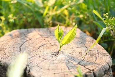 Photo of Young green seedling growing out of tree stump outdoors on sunny day, closeup. New life concept